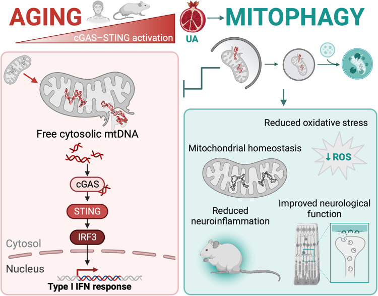 Good morning Mito-folks! Don't miss this great selection of papers related to mitochondrial medicine presorted by @Bims_BiomedNews biomed.news/bims-mitmed/20… CAPTION: cGAS/STING-driven neuroinflammation associated with aging is modulated by mitophagy.