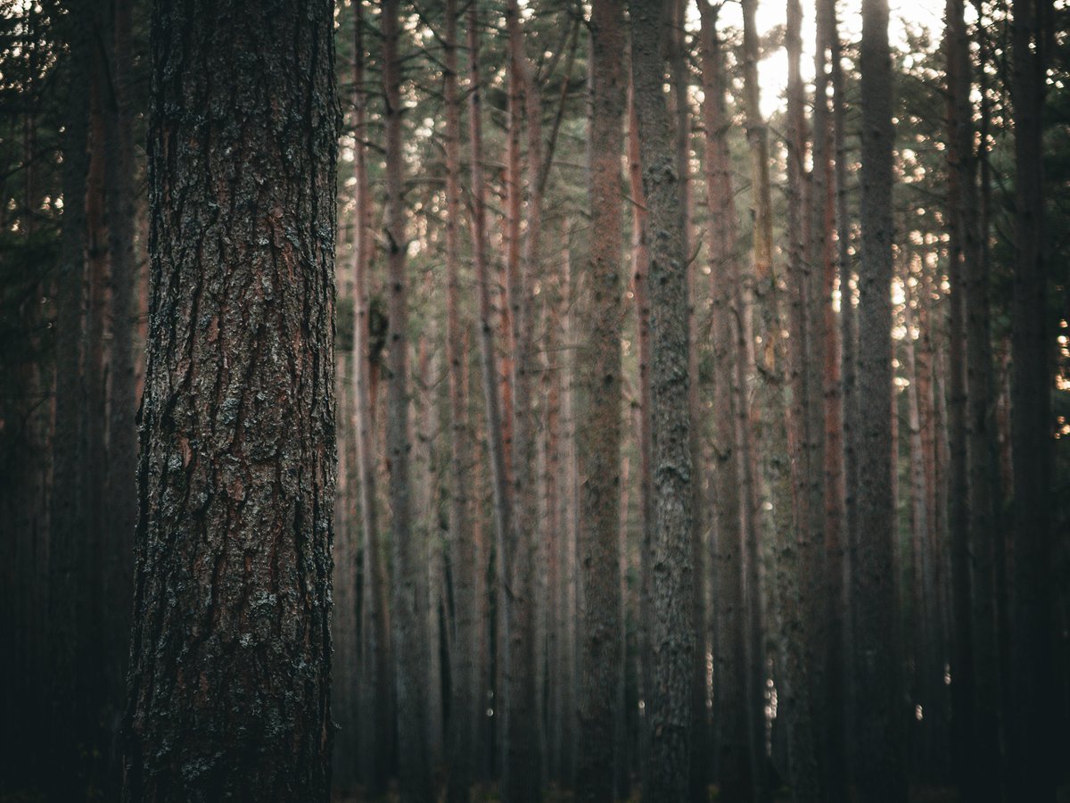 A spontaneous #gravel ride around Blairgowrie yesterday, after getting Forillon ready for guests to arrive. Looping around amazing woodland &amp; lochs.

There is plenty of this in Cateran Country. Inspired? 

You can book your stay for up to 6 people here: stay.bikepackingscotland.com