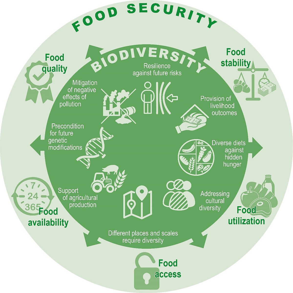 Eight arguments why biodiversity is important to safeguard food security. Find our full argumentation in doi.org/10.1002/ppp3.1… in our @NewPhyt paper with @CRC228 @ceplas_1 and @SAPPUniCologne #biodiversity #foodsecurity