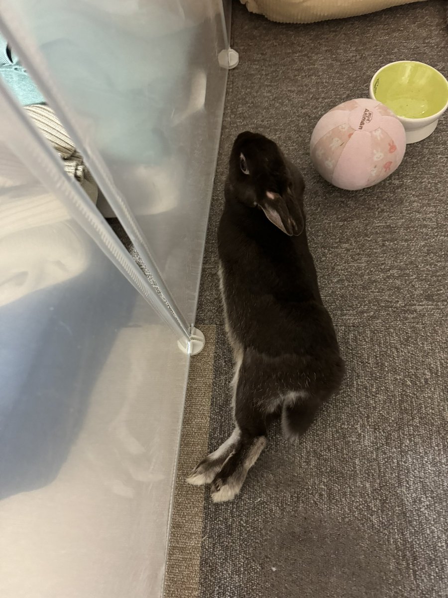 dai_kks's tweet photo. 今日のウサギさん！
上からの撮影(≧∀≦) https://t.co/5An7ixLfpe