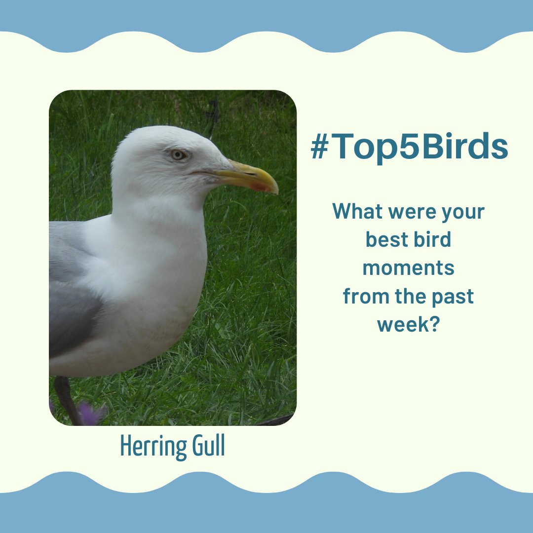 Tell me your #Top5Birds or bird moments from the past week. Mine: 1. Herring Gull ‘dancing’ for worms 2. First of year Lesser Redpoll 3. And Brambling 4. Goldcrest male displaying to its mate 5. Starling mimicking Curlew and Jackdaw calls