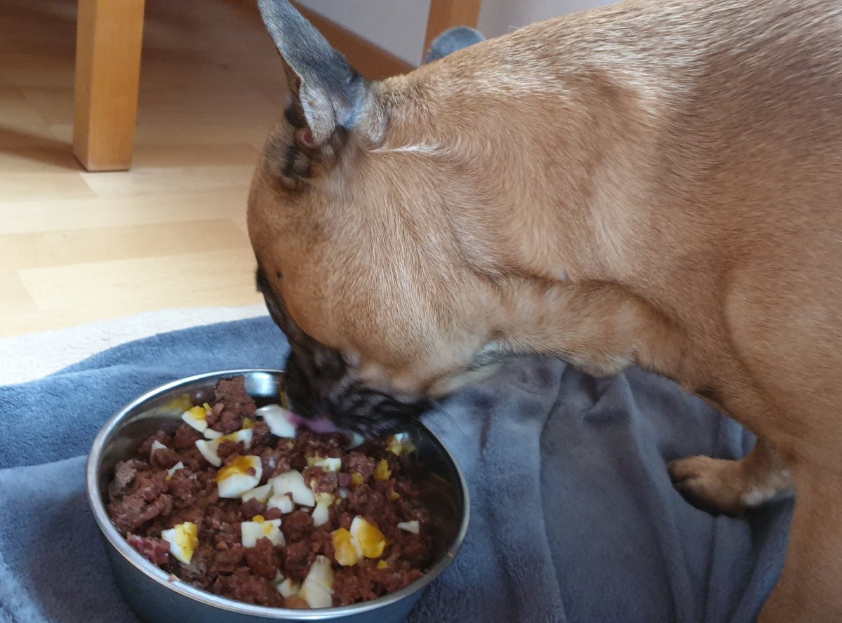 brambosteline's tweet photo. Heute in der Urlaubsversion mit Aprés Ski-Feeling...
🎶So ein Ei, das meinen Namen trägt,
hier in meinem Napf,
das wünsch' ich mir von dir.
So ein Ei, das mir mein Bäuchlein füllt,
den Hunger lecker stillt,
dieses Glück das wünsch' ich mir.🎶
#DJÖTZI #EinStern @mav_cologne https://t.co/soEA6IlRiM