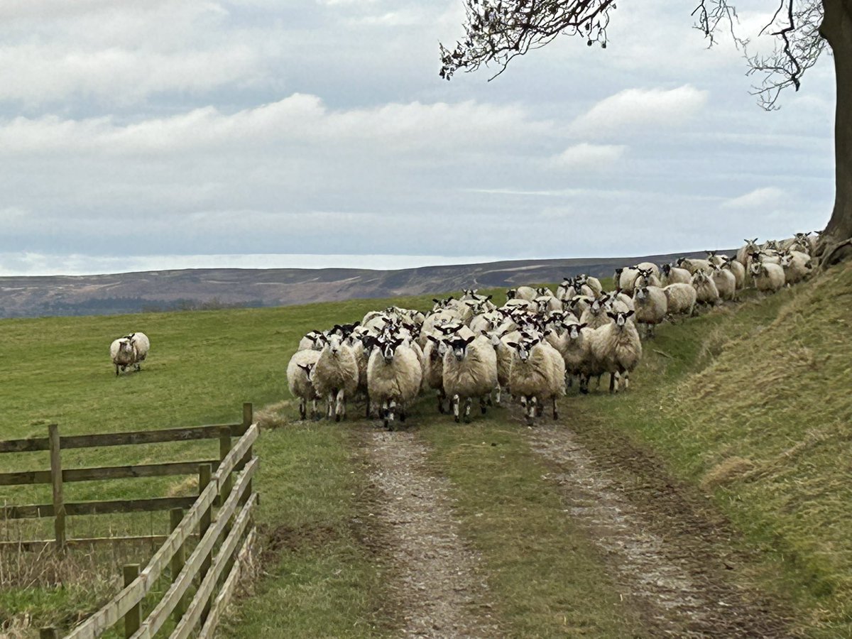 Lucy Clough tweet media