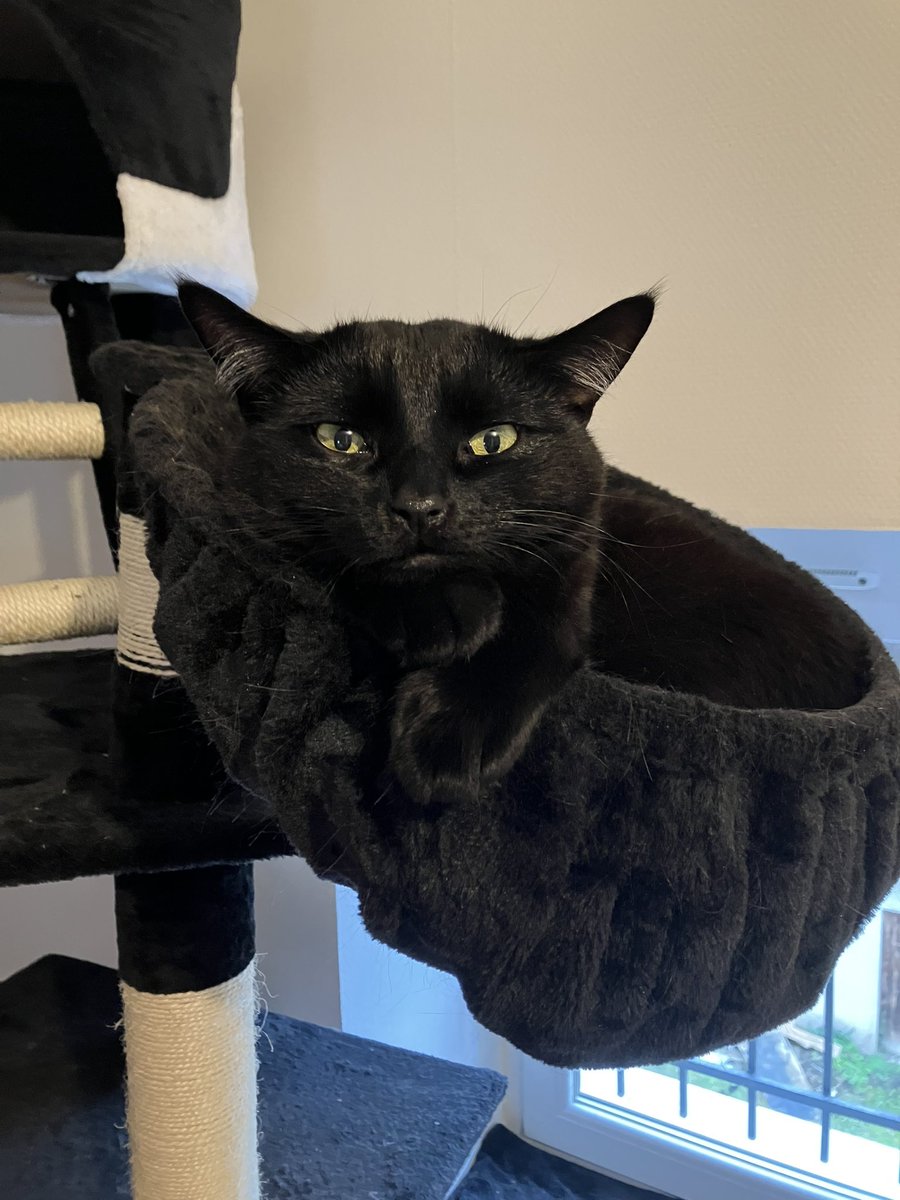 RubisChat's tweet image. Regardez comme je suis un modèle sage : je pose pour la photo !