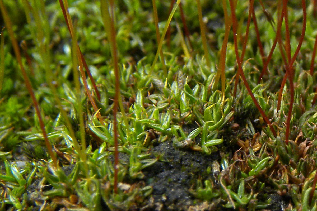 Aloina obliquifolia, China, Gansu, Quingling Mt. , with characteristic brown hairpoint.