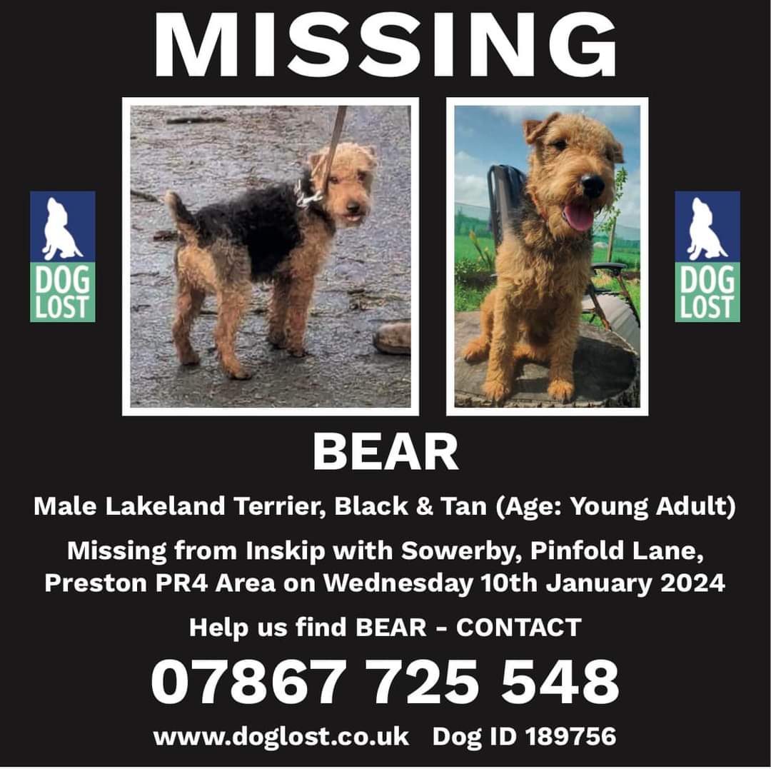 Please everyone-
It's almost a month now Bear has been missing 💔😔 his poor family are on their knees, desperate to find their boy.

Missing since 10 January 2024 from #Preston #PR4 

Please if someone has taken Bear home or bought him recently make contact with <a href="/LostBearBamber/">Catherine Bamber</a>