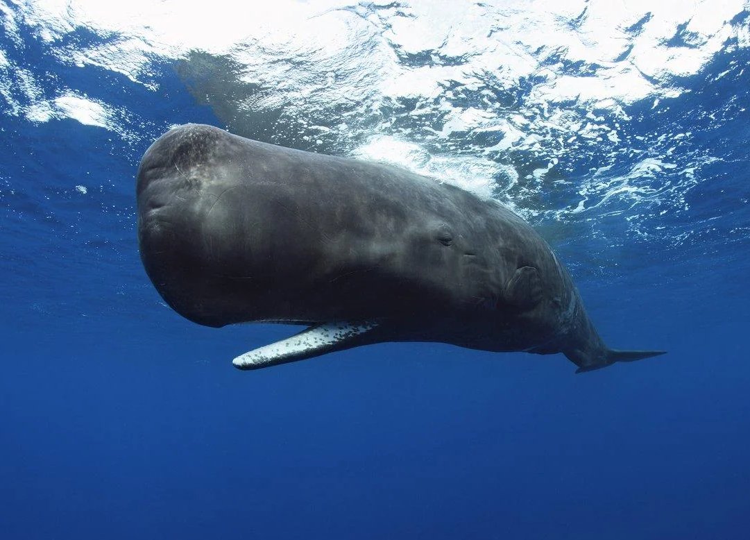 Factsofw0rld's tweet image. The Sperm whale hunts giant squid around 1-3km underwater. After grabbing one in its mouth, it makes a very quick swim for the surface. 

The whale itself is protected from these sudden changes in pressure, but the squid isn't and eventually explodes in the whale's mouth.