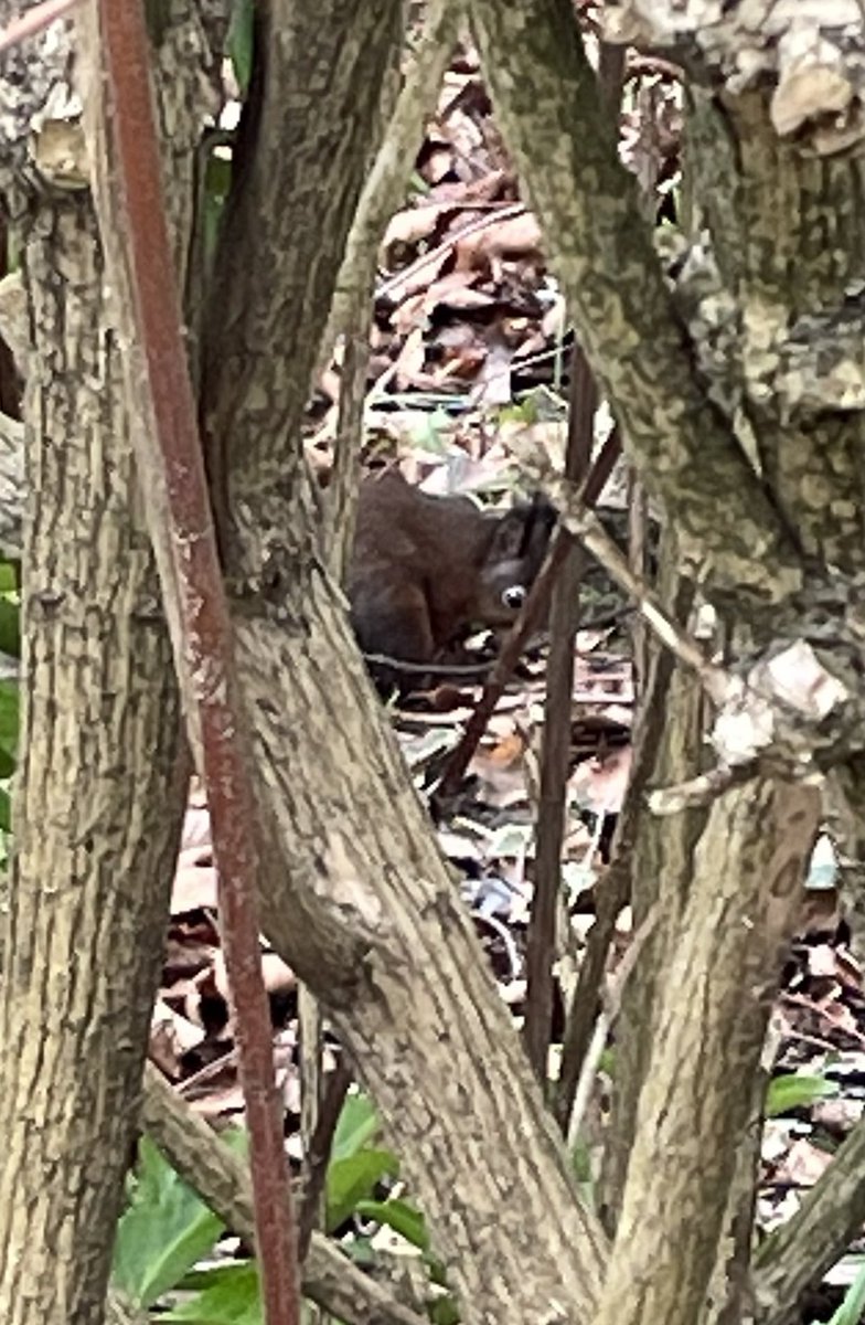 Saw this lovely little red squirrel at lunchtime…. We were within a few metres and I never realised what big eyes they have…!