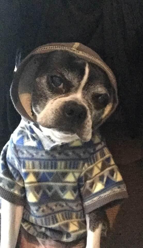 Pawesome_BTBros's tweet photo. In honor of #NationalSweaterDay, here bees brofur Angel Buddy modeling his cozy #sweater…he sure loved to wear it!
#dogsoftwitter #dogsofx #alwaysloved #bostonterrier #modelmaterial #nexttopmodel #sweaterweather https://t.co/toddPYrWPG