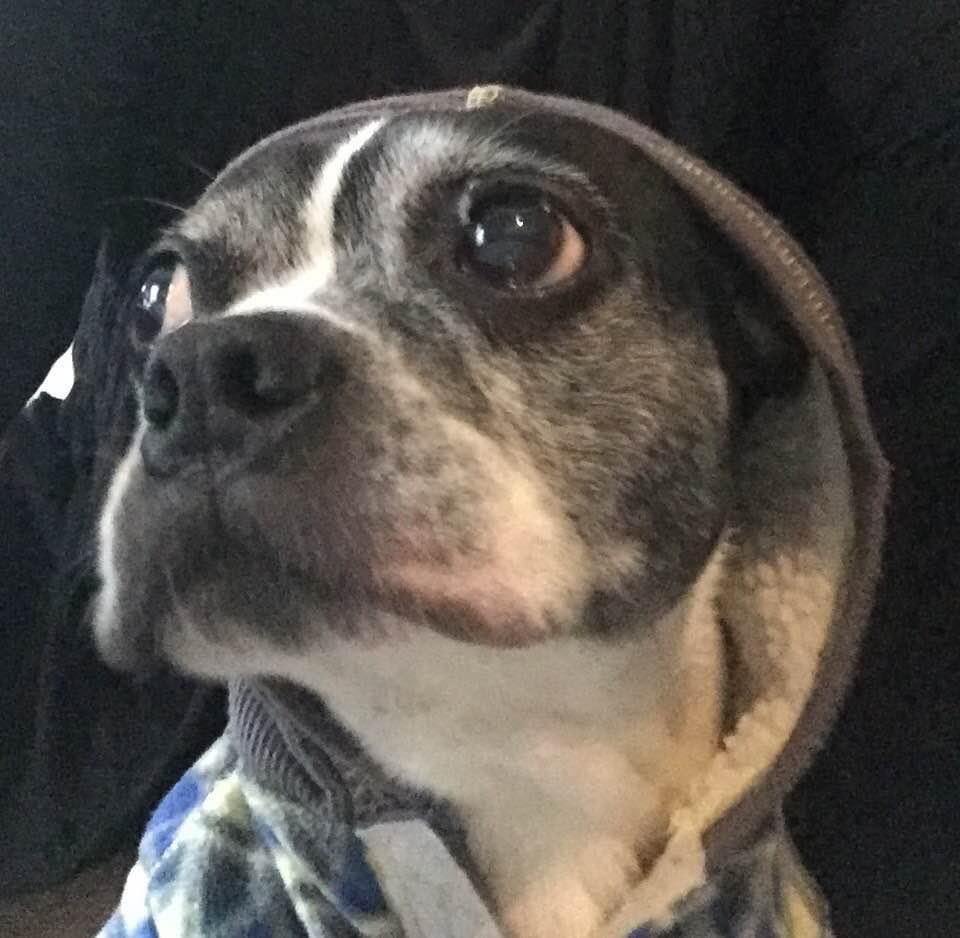 Pawesome_BTBros's tweet photo. In honor of #NationalSweaterDay, here bees brofur Angel Buddy modeling his cozy #sweater…he sure loved to wear it!
#dogsoftwitter #dogsofx #alwaysloved #bostonterrier #modelmaterial #nexttopmodel #sweaterweather https://t.co/toddPYrWPG