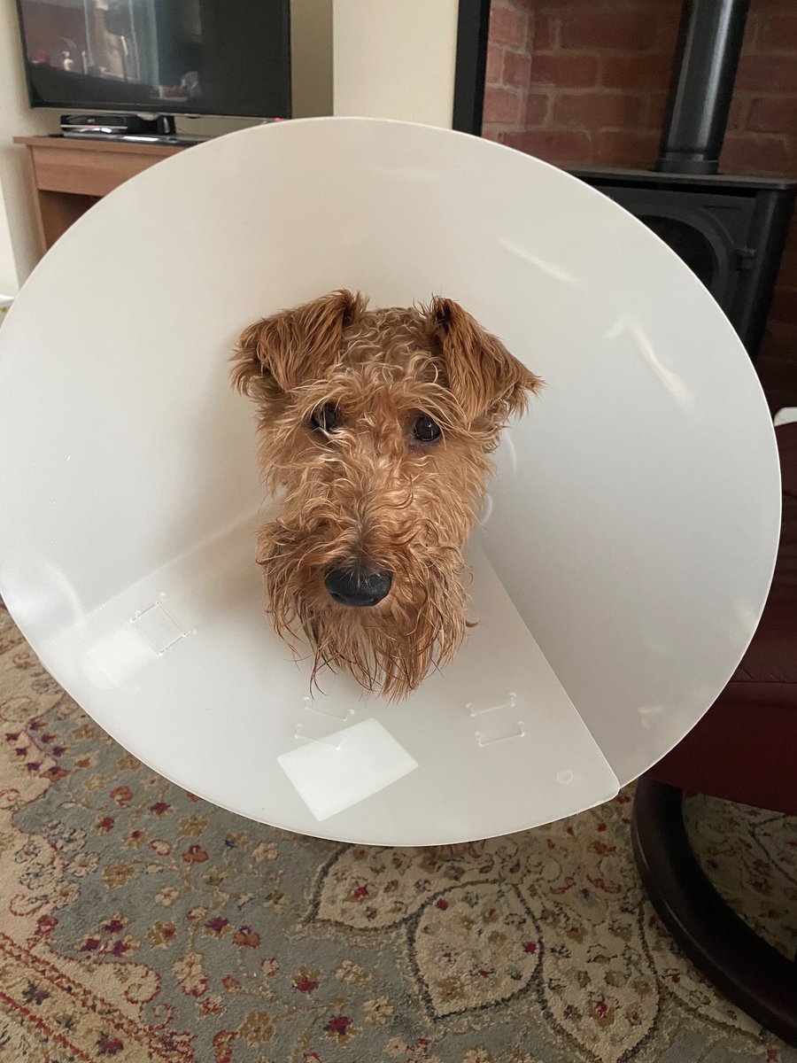 Sad Sunday here! Little Miss Astra has a sore paw. 🙏She is not enjoying wearing the cone.😪🫣 She is not even trying the mischief!!🫢🫢 #Odintheconcerned #MissAstrathesad
