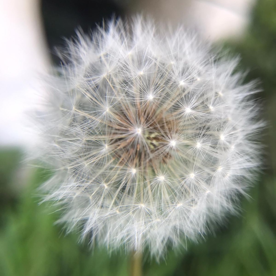 Dandelion seeds are enjoyed by birds such as Goldfinch.