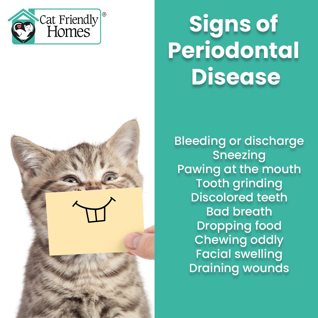 Periodontal disease is considered the most prevalent disease in cats under the age of 10. Detection and assessment of periodontal disease can be subtle. There may not be signs at all. Learn more at at bit.ly/3rNrLih. 

#NationalPetDentalHealthMonth #CatFriendlyHomes