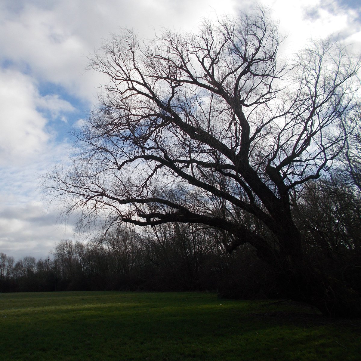TerryTyler4's tweet photo. Winter Trees and Flowers ❄️🌼
#PhotoPost https://t.co/dot3rnUmqY…
#Trees #TreeClub #MondayBlogs https://t.co/3N6b0t3qhU
