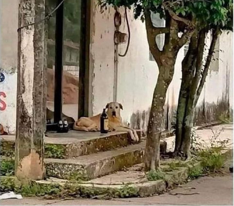 SirCatBond1's tweet photo. Meowwwwwwww 😺
😹😹 Dogs (The teacher's dog)
Good morning
#ImMusicOficial
#HappyFunday
#FelizDomingo https://t.co/k2iSQFBXzO