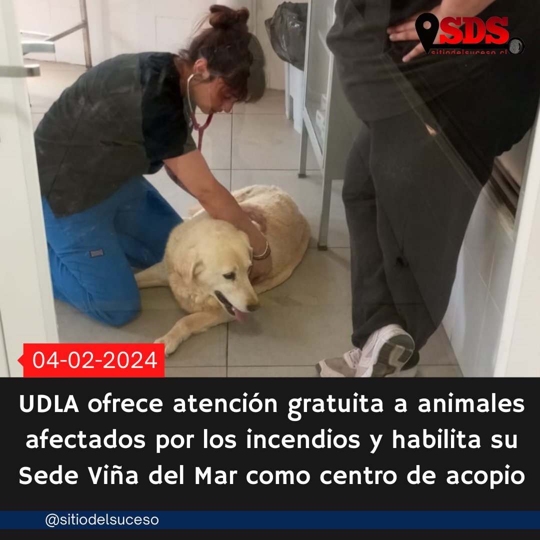 sitiodelsuceso's tweet photo. El Campus Los Castaños de UDLA Viña del Mar está entregando atención veterinaria gratuita a mascotas. Han atendido a más de 40 animales de compañía entre perros, gatos y conejos. https://t.co/xtRABbregD