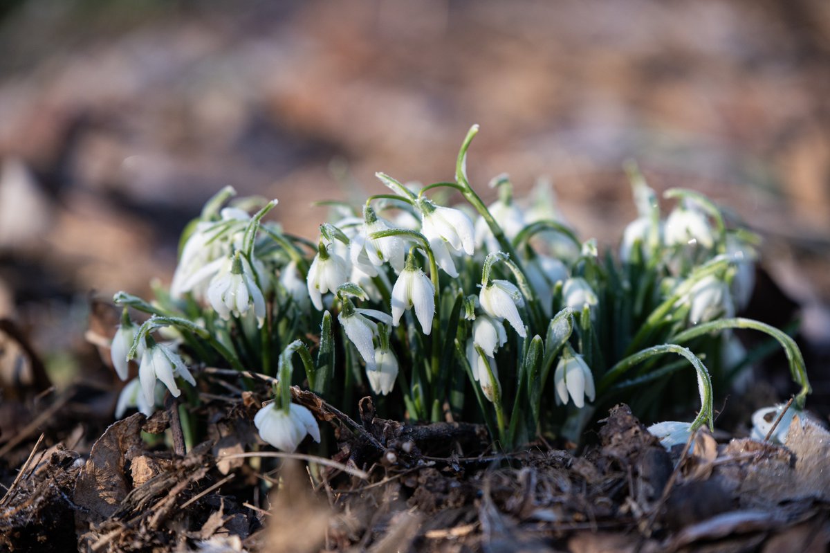 dcfeng's tweet image. Spring starts from snowdrop and crocus.   @Annechanchan1