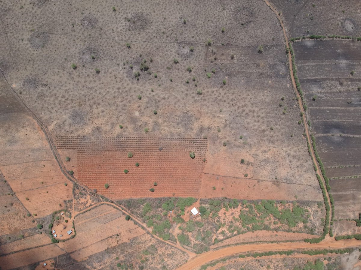 Africa Wood Grow tweet media