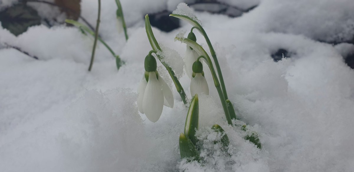 winter lingers on snowdrop blooms brave the challenge springs silent protest #vss365 #haiku #WritingCommunity Photo: Katarina K.