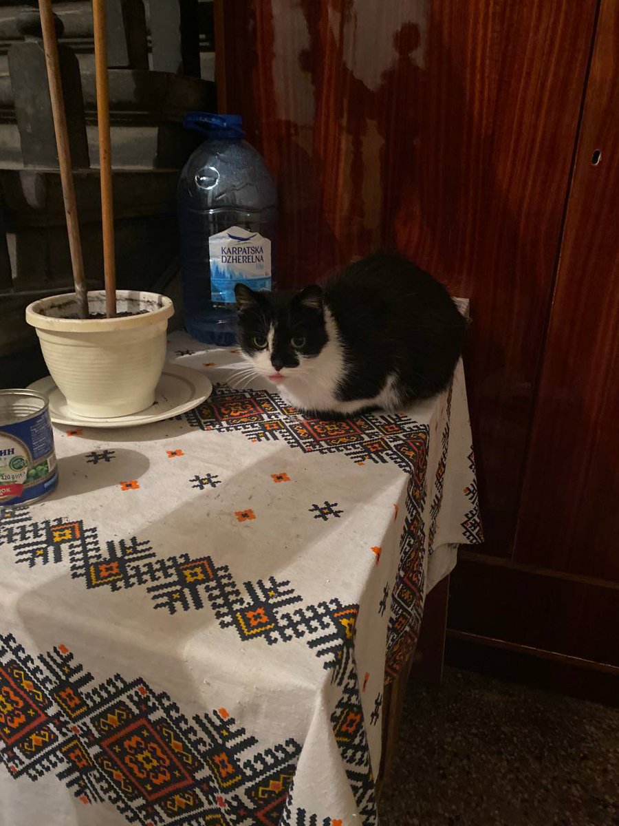 buryonok's tweet photo. і в будинку також живе котик https://t.co/nk881T8pmw