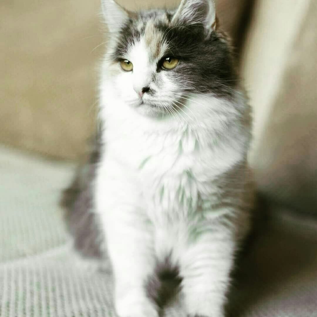 helendram's tweet photo. Close up portait on beautiful cat....

#funnycats #catslovers #cats_of_day #catselfie #catsdaily   #catslove #usacatlovers #catloversclub #catloversworld #catloversday #catloverxoxo #catloverscommunity #catloverforever #Roman #TheRock #ElvishArmy𓃵 

cradit:@catloverusauk https://t.co/F4O4Bg7Fjq