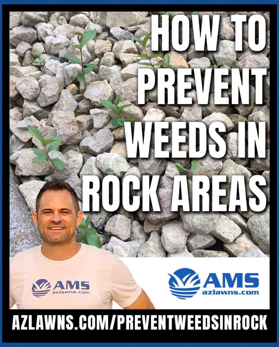 azlawns's tweet photo. ๐ง RAIN โ๏ธ BRING WEEDS ๐ง AND PRE-EMERGENT PREVENTS THEM FROM GROWING
See full blog at https://t.co/MDZgZAEx0h
#preventweeds #preemergent #KeepingYardsEnjoyable #azlawns #amslandscaping #lawnservice #peoriaaz #landscaper #azfamily #azcentral #abc15 #fox10phoenix #12newsaz https://t.co/H1pGMYFTVM