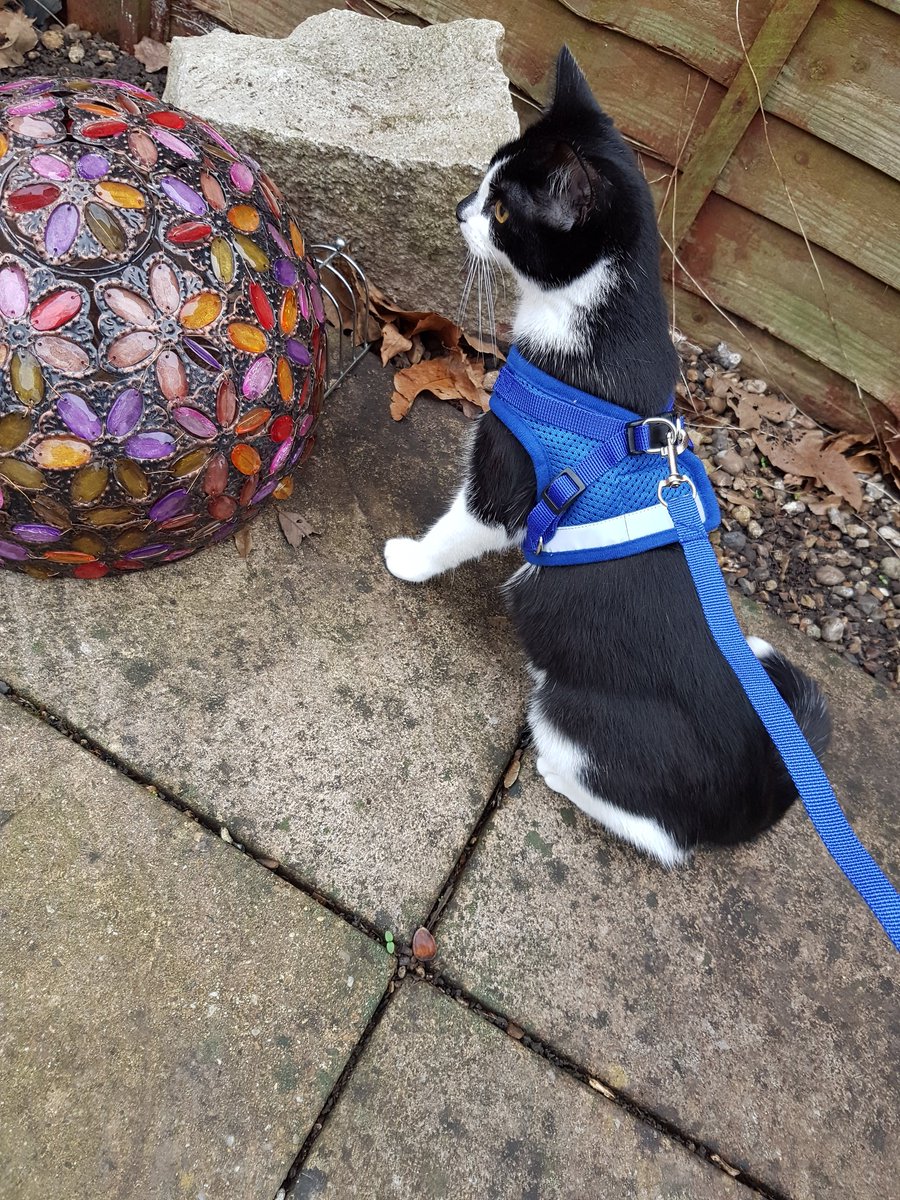KShuttleworth18's tweet photo. Spent less than 5 minutes in the garden because Minnie decided she didn't want to explore today 😂 https://t.co/xEmAZpXfgP