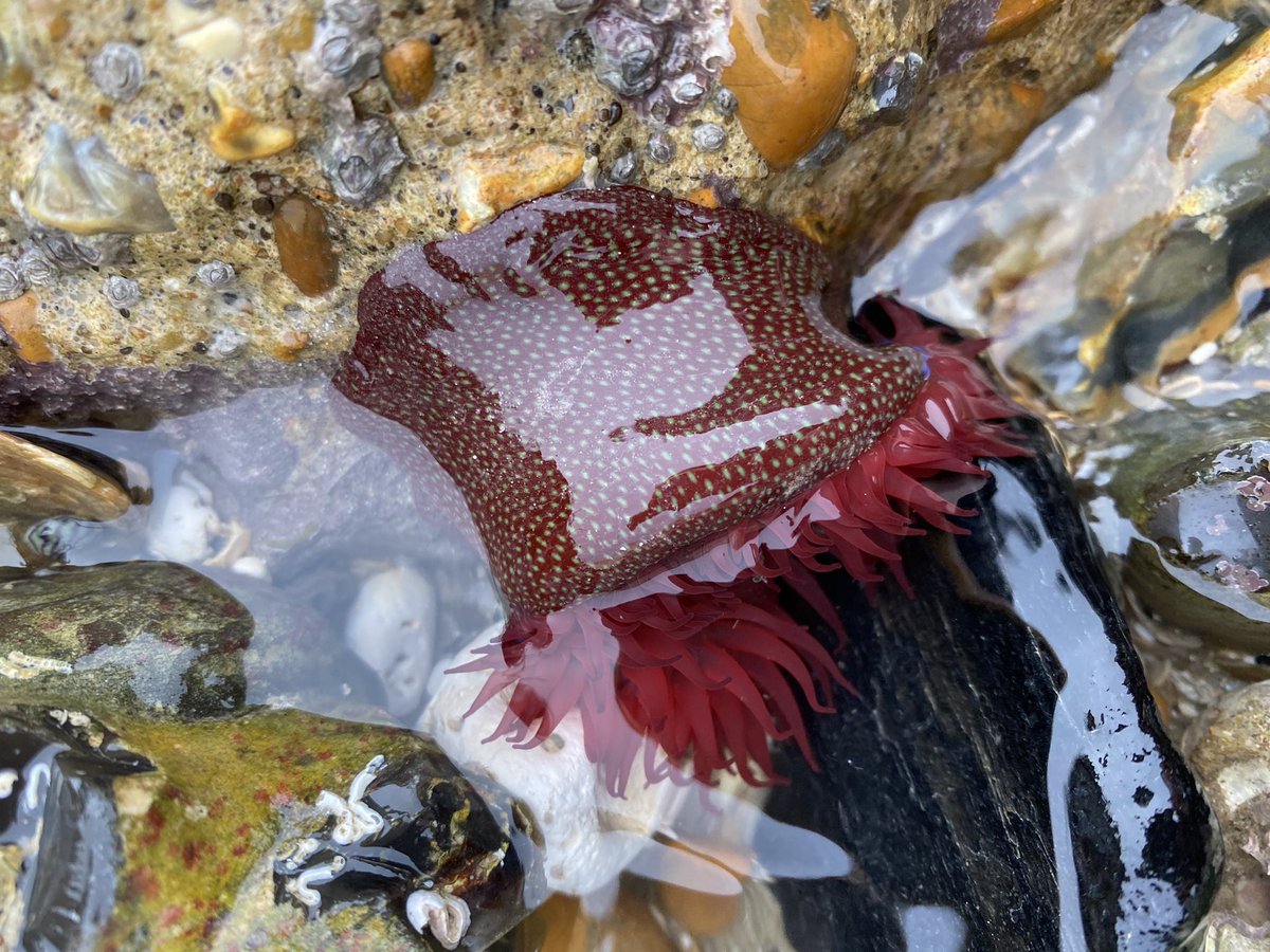 HollyEdwards___'s tweet photo. Rockpool ID and beach clean with Sussex Wildlife Trust this morning at Rottingdean Beach 🌊 @SussexWildlife @WildCoastSussex #beachclean #plasticfree https://t.co/5r33op1wIf