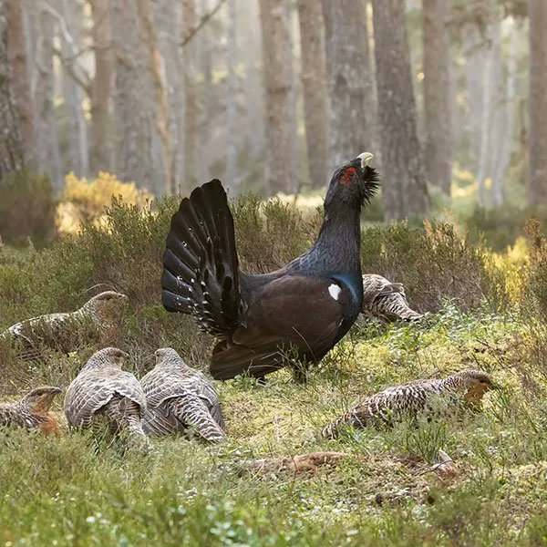 karenrust71's tweet photo. @DzintraSullivan A capercaillie. Quickly stopped being funny. They are scary! 😂 https://t.co/7m5mY9Zioe