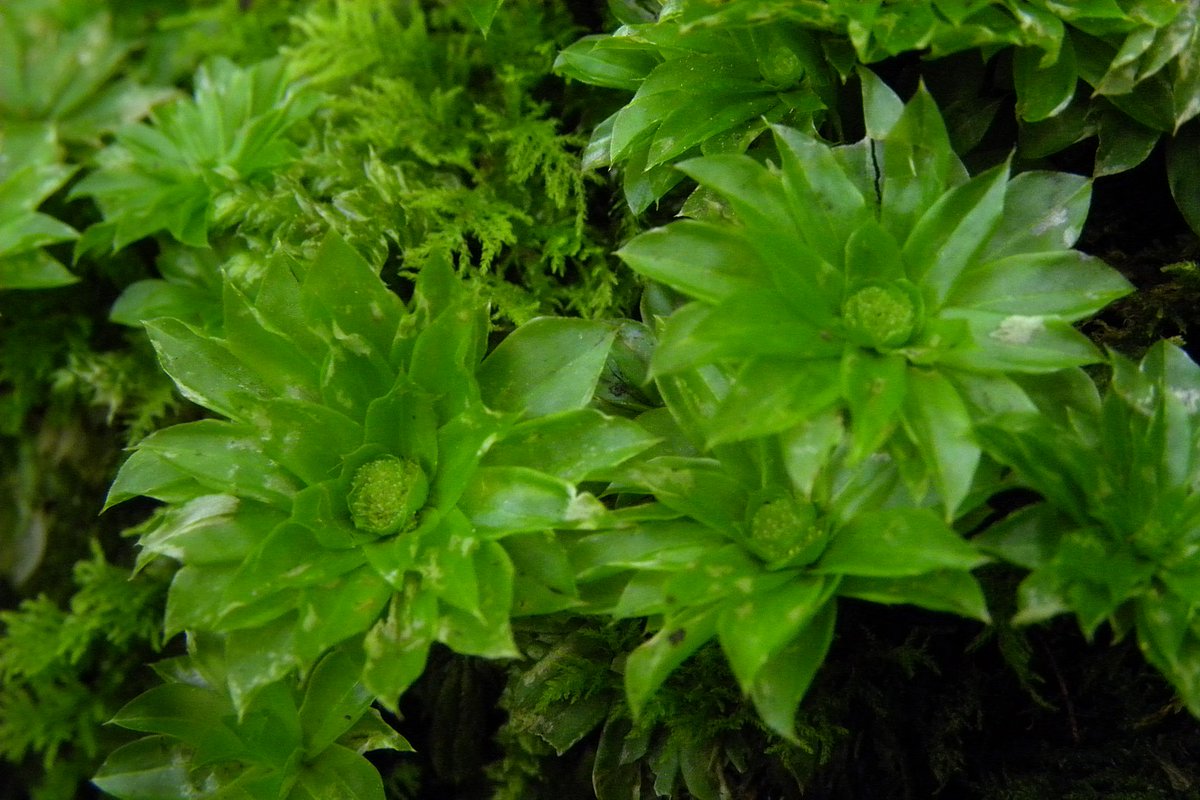 Rhodobryum giganteum, China, Gansu, Tianishui, Qingling Mt.