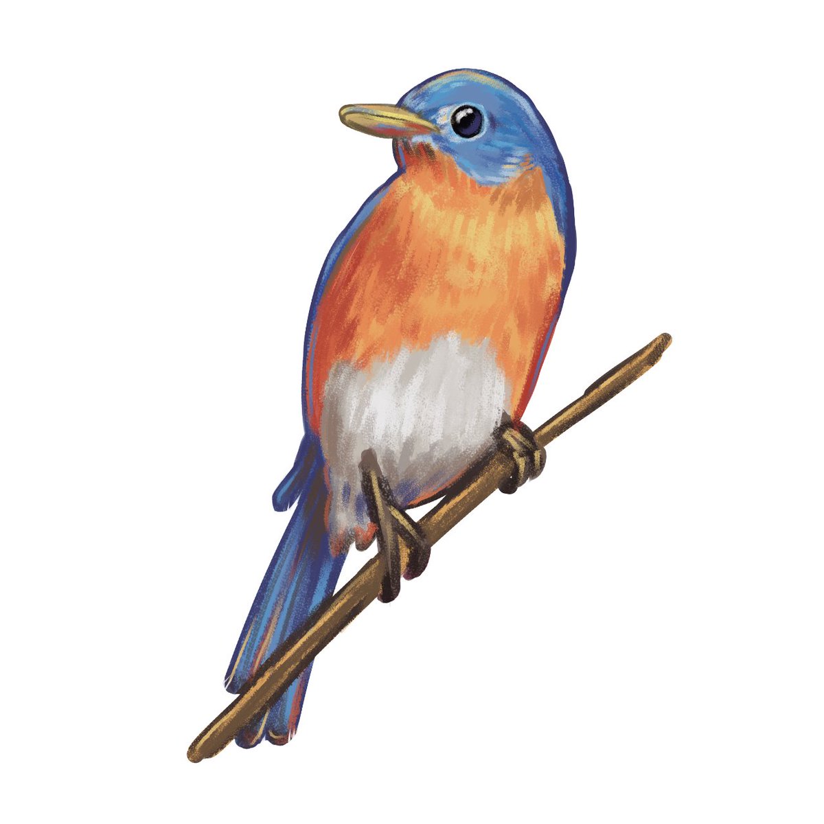 For a little while, I thought Eastern Bluebirds were actually a variety of robin, because of their red chests.  Turns out I'm just a silly bean, lol.

This and more lovely bird stickers available now at redbubble.com/people/Carolyn…

#bluebird #easternbluebird #sticker #stickerdesign