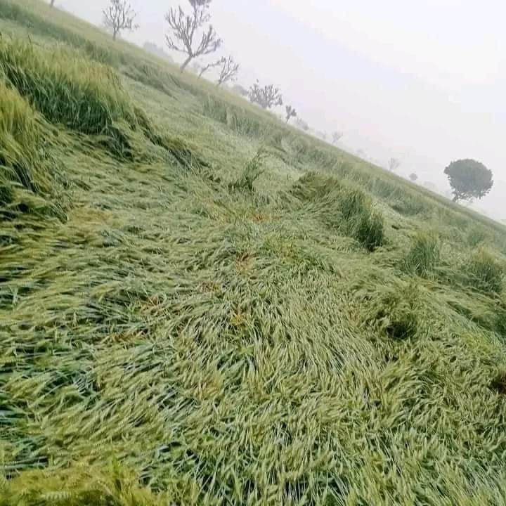Mohsin04593756's tweet photo. یوریا کا بے جا استعمال ۔۔
کھادی  ہمیشہ سوچ سمجھ کر دیں۔۔ اور متوازن کھادیں دیں۔۔
#AgriculteurEnColeres #agriculture #kissan #wheat #Fertilizers #AgriculteurEnColeres https://t.co/tU6wQZzlKQ