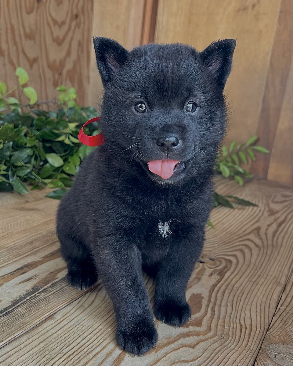 仔犬産まれました。Xは初めて利用します。よろしくお願いします。

min-breeder.com/dog2401-04826.…