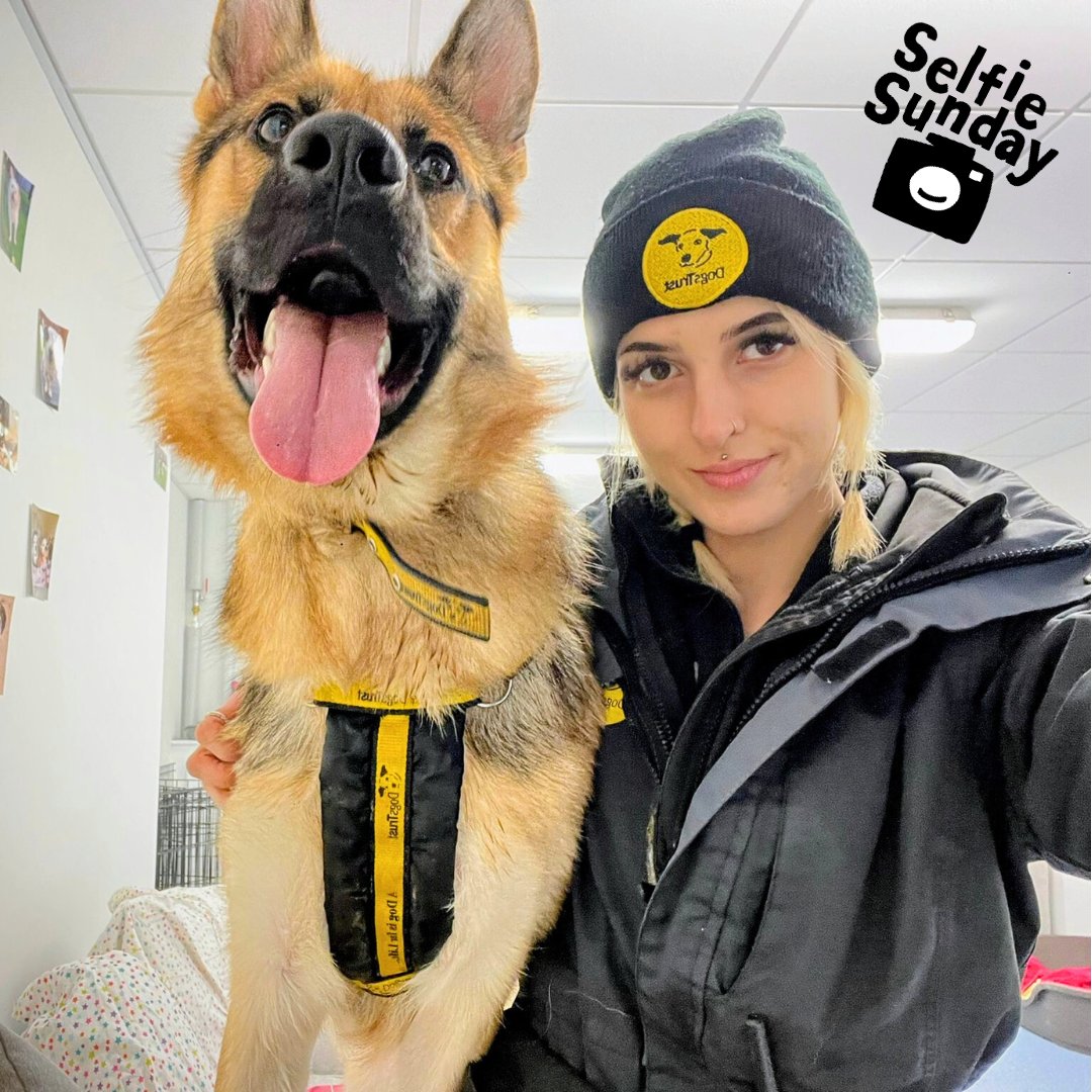 DTCardiff's tweet photo. 🥓 Beautiful Bacon and Canine Carer Channae are enjoying spending quality time in one of our 'Real Life Rooms' and giving their best #sundayselfie! Bacon is eager to find his forever home! 💛
#dogstrust #dogstrustcardiff #cardiffdogs #cardiffdog #adoptdontshop #germanshepherd https://t.co/jh7AhJU7U3