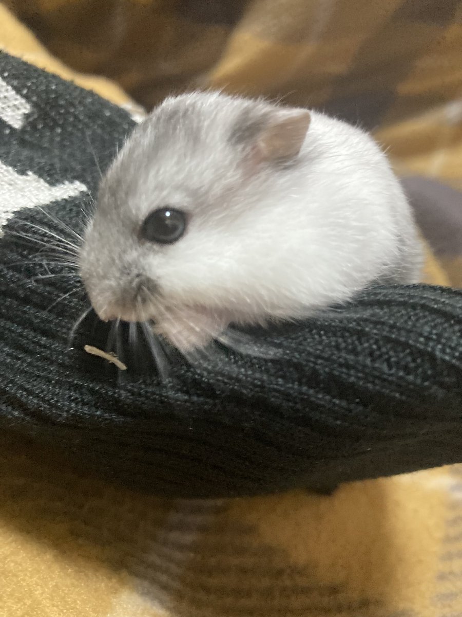 天使かな(*0ω0从*)
二代目はむちゃんお迎えしました