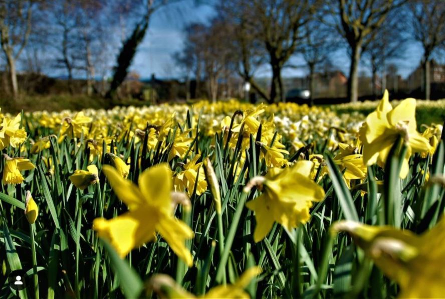 It's finally February- which means our parks are now open to 5.30pm.

Hours will continue to increase over the next few weeks &amp; the daffodils will start to bloom- hooray!

Find your nearest park at ow.ly/Rmg550Qx74i
