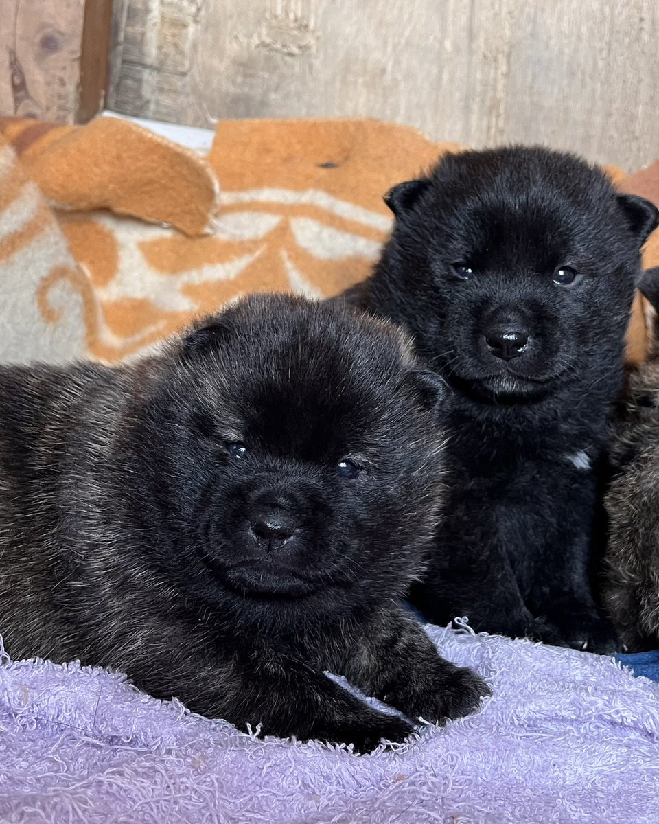 甲斐犬の仔犬が1番可愛い