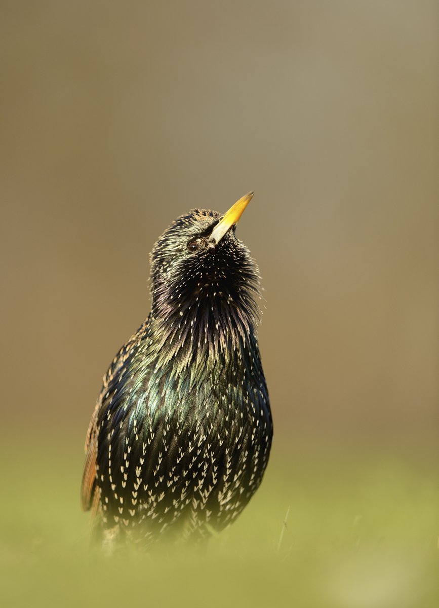 A moment's appreciation for the stunning Starling 😍

Did you spot any during last weekend's BGBW? Don't forget to tell us who you saw 👉 bit.ly/48XFM11