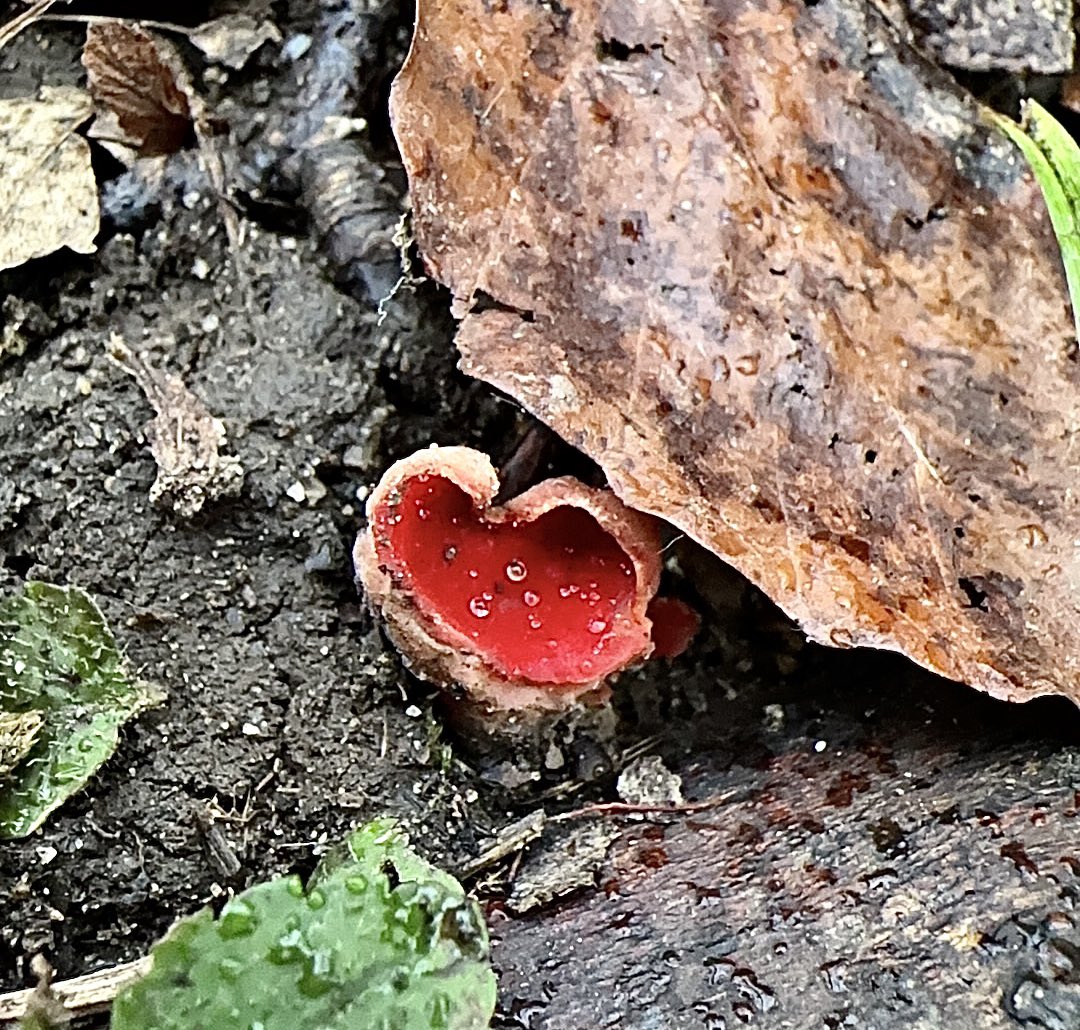 Spotted ‘scarlet elf cup’ yesterday here in Derbyshire, was a good day!!!! 👍🏽♥️ @keeper_of_books @MushroomHClub @MushroomWeekly @FunGusHere @DerbysWildlife @Britnatureguide @HNEscapes @greenmomentsuk #Mushroom #fungi #natureconnection #GetOutside