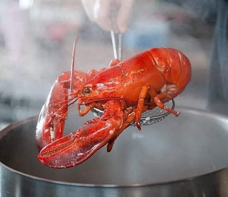 Heartbreaking let’s leave Lobsters in sea where they belong 😢💔 The lobster literally implodes on itself for the pain it experienced. Once submerged in boiling water, the organs completely fall apart from the heat of the boiling water, but their exoskeleton does not give up, it