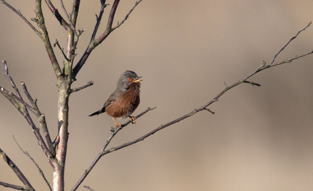 bitsnbirds's tweet photo. Dartford Warbler 🌼

I know what you're thinking, yes I'm still alive and yes I still like birds. Last year was a bit less nature-y than I had planned. But this year I'm going to try and get back out there exploring and I really want to dust off that camera. 

Watch this space! https://t.co/8atJXx1lc1