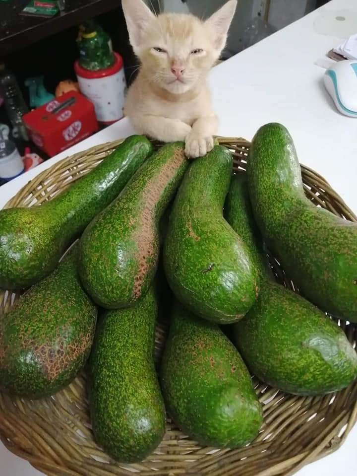 CatWorkers's tweet photo. https://t.co/LzXdZVkthA