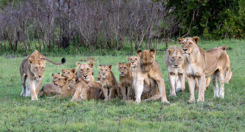 Family photo. The Kambula pride 🦁