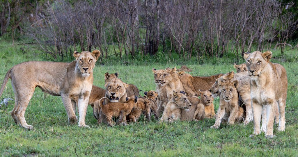 Tengile MalaMala Collection tweet media