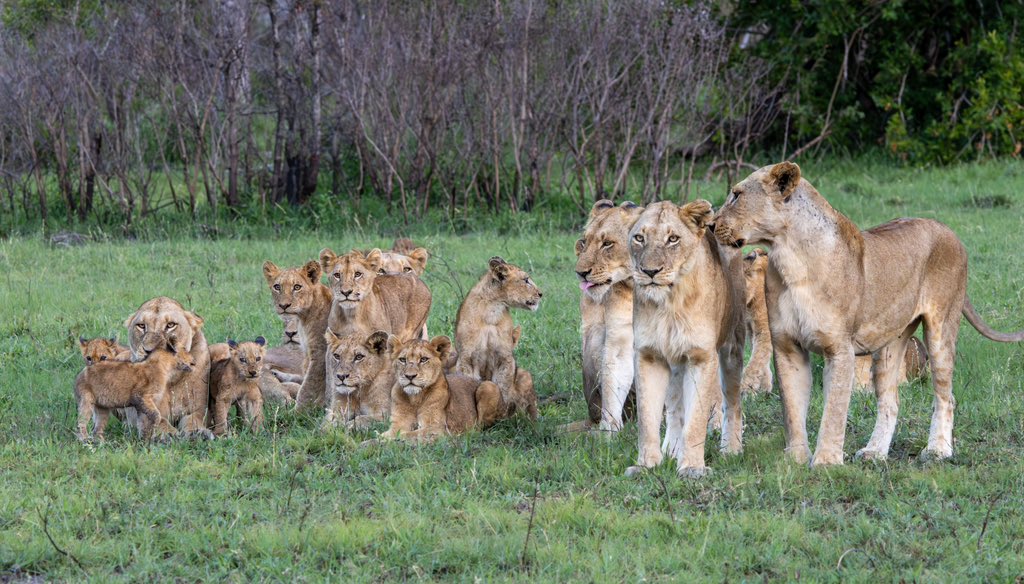 Tengile MalaMala Collection tweet media