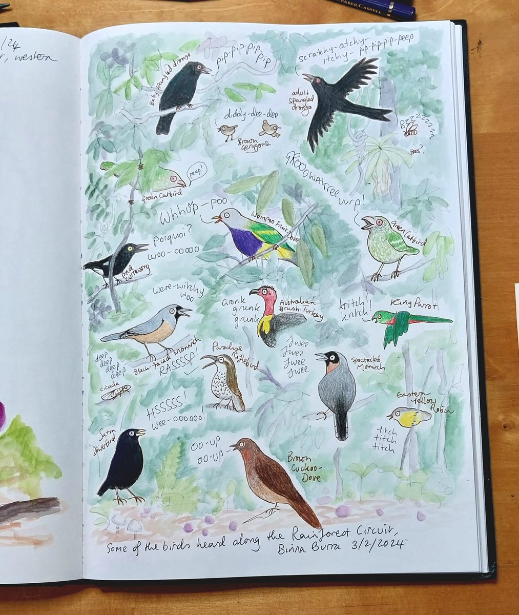 Some of the birds I heard in the rainforest yesterday
#naturejournal #birds