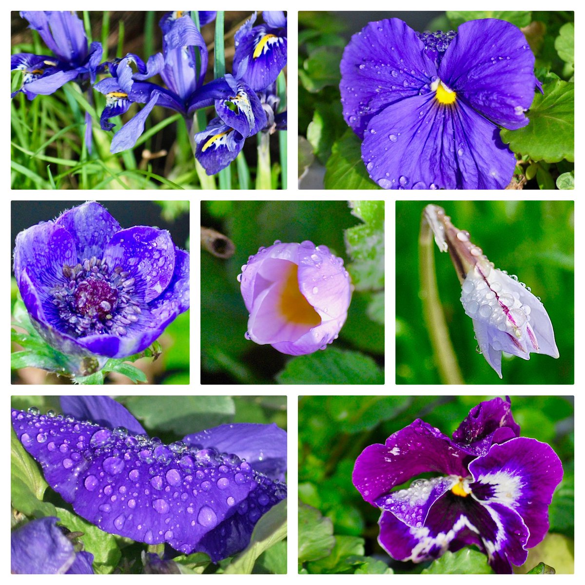 #SevenOnSunday Spring bulbs, pansies and raindrops!! Have a fab day folks!! 🌿💙☔️💙🌿💙☔️💙🌿 #crocus #flowerreport #GardeningTwitter #iris #springbulbs #balcony #springwatch #gardening #flowers #Ancoats #Manchester