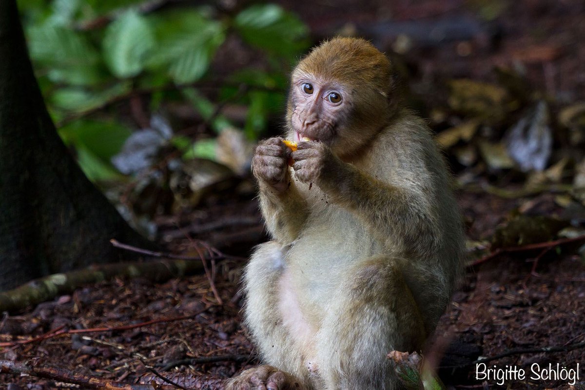 Affenbergsalem's tweet photo. Das #Frühstück genießen.🐵 🥕 🍎
#affenbergsalem #affenberg #affe #monkey #frühstück #breakfast #food #bodensee https://t.co/KgYGv66K6Y