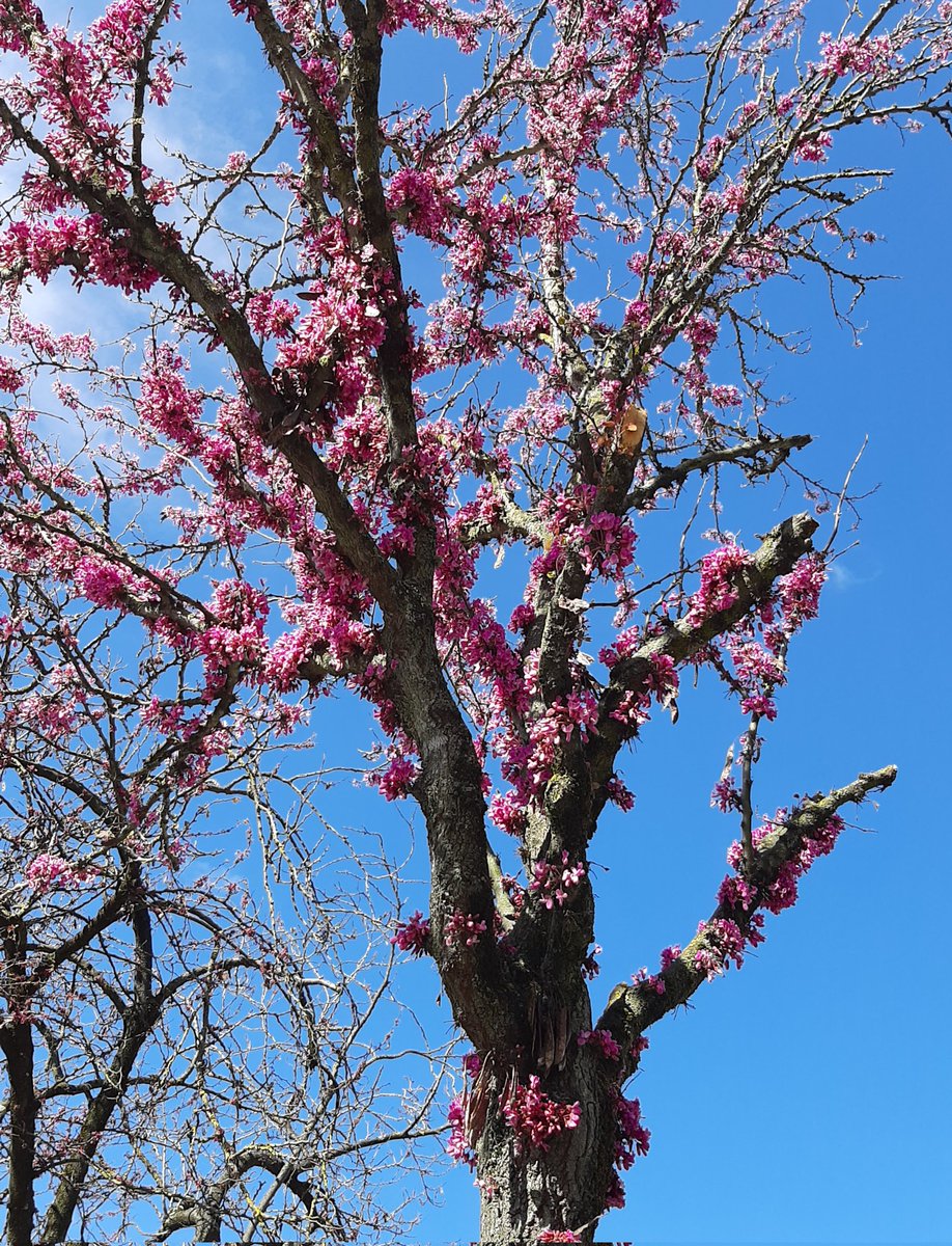 56audrey57's tweet image. Goodmorning! 
#WaitingForSpring