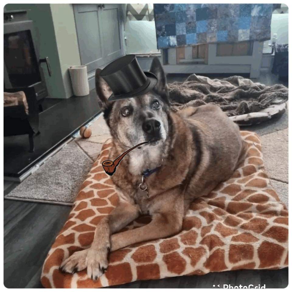 A distinguished gentleman 🐾
Retired Military Working Dog Stikky 🐕‍🦺  
No Sunday blues here 👇
#Veteran #dogsofx #paws #retirement #dog #malinois #tophat #wardog #search #UK